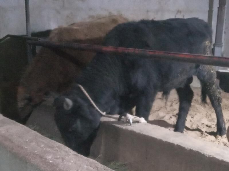 2.okiz - Büzmeýin - img 2