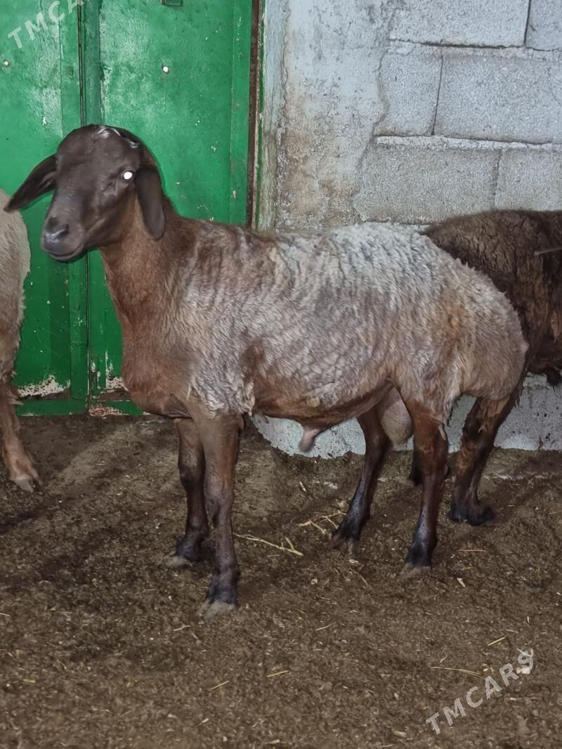 Gisar goc - Garadamak - img 3