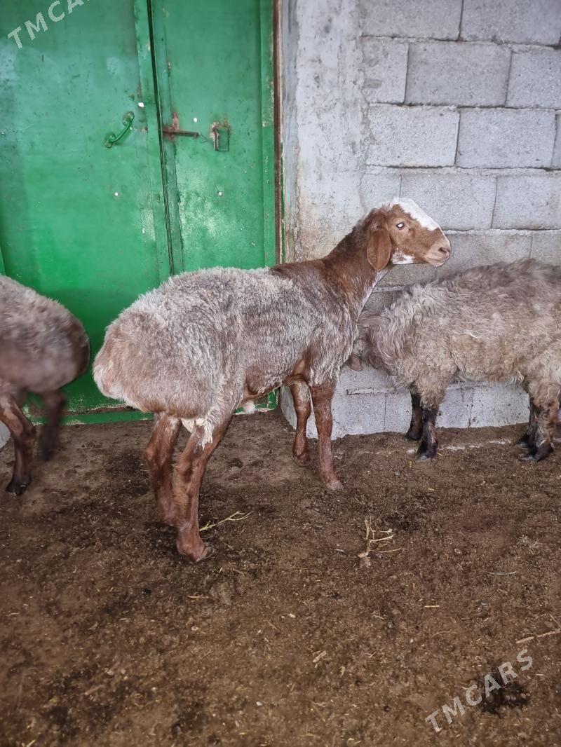 Gisar goc - Garadamak - img 9