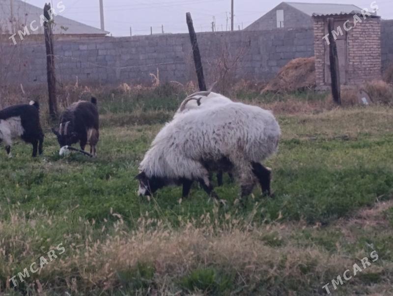 Öweş bakylan - Gökdepe - img 1