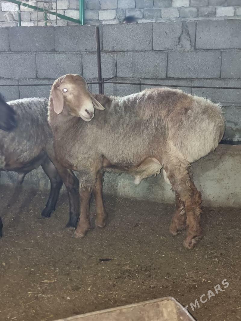 Gisar goc - Garadamak - img 2