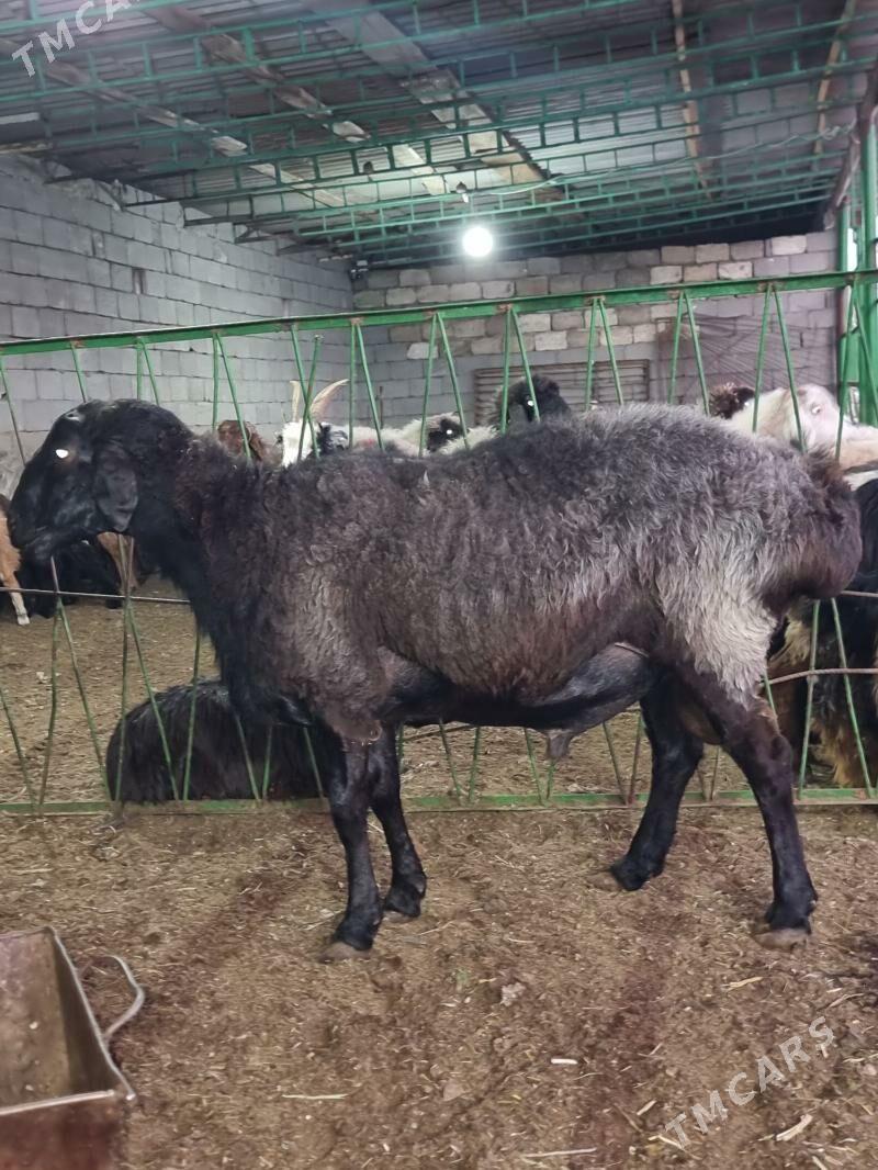 Gisar goc - Garadamak - img 4