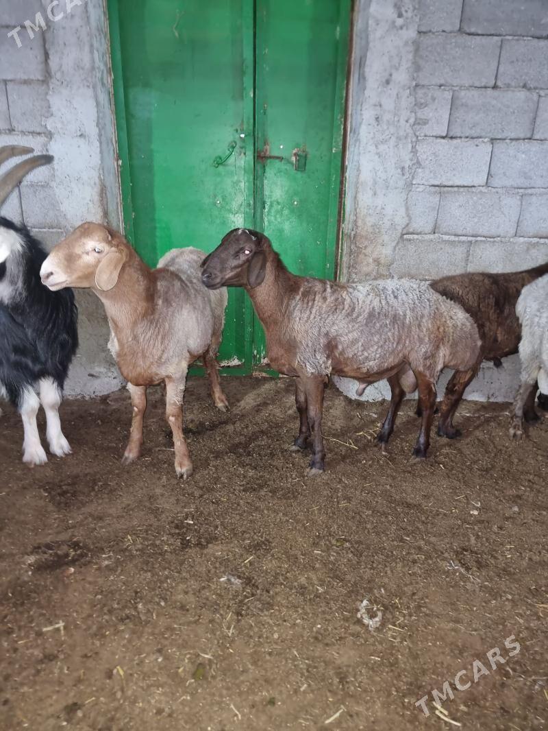 Gisar goc - Garadamak - img 7