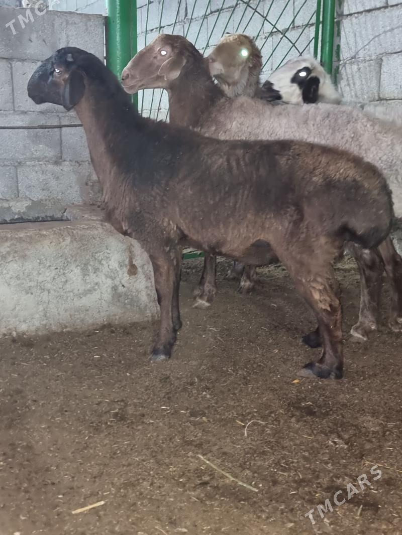 Gisar goc - Garadamak - img 1