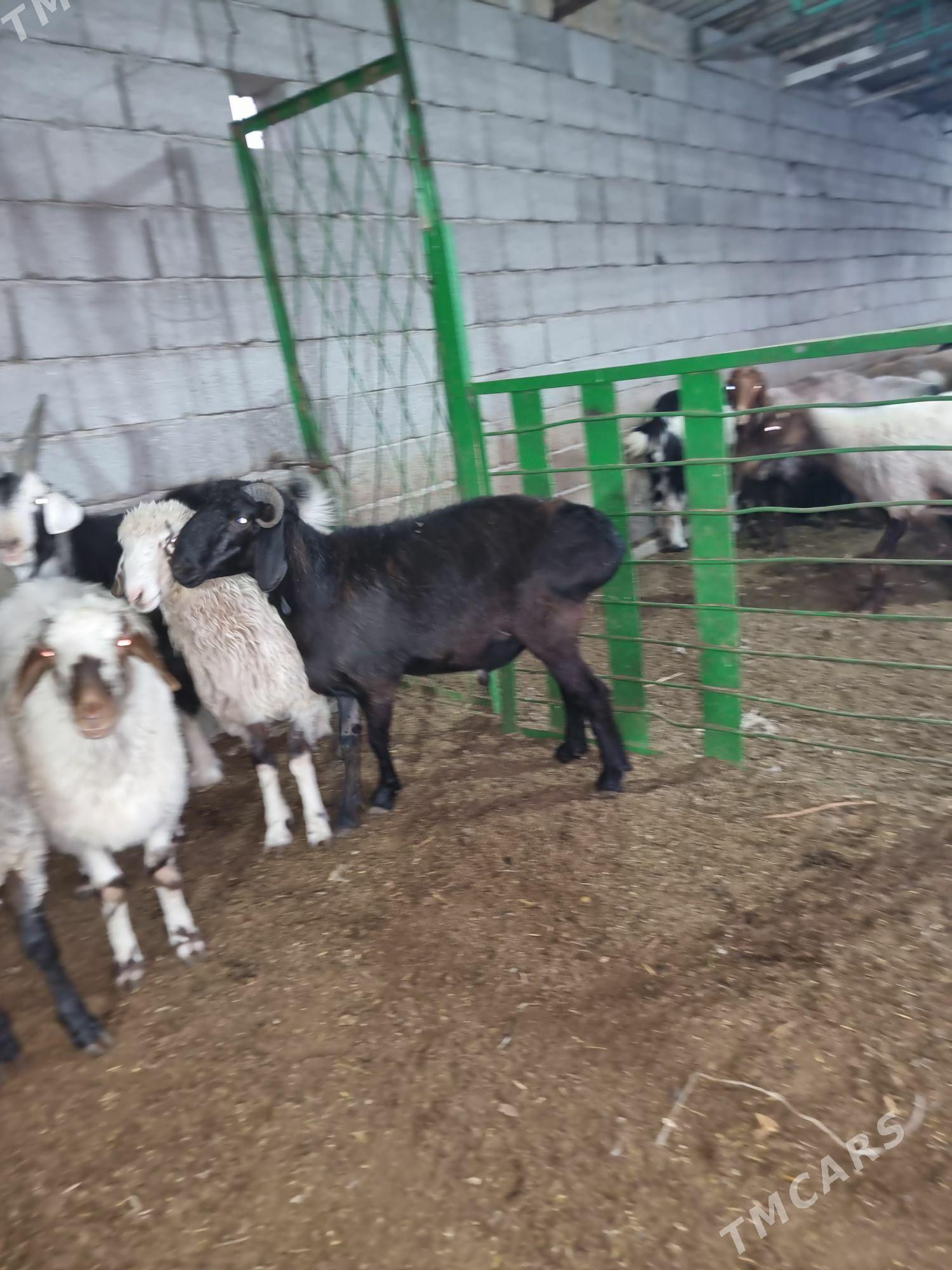 Gisar goc - Garadamak - img 5