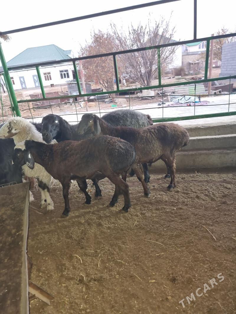 Gisar goc - Garadamak - img 8