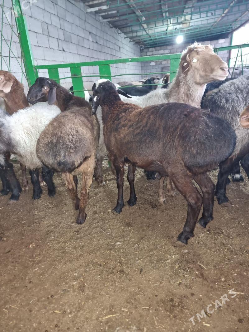 Gisar goc - Garadamak - img 10