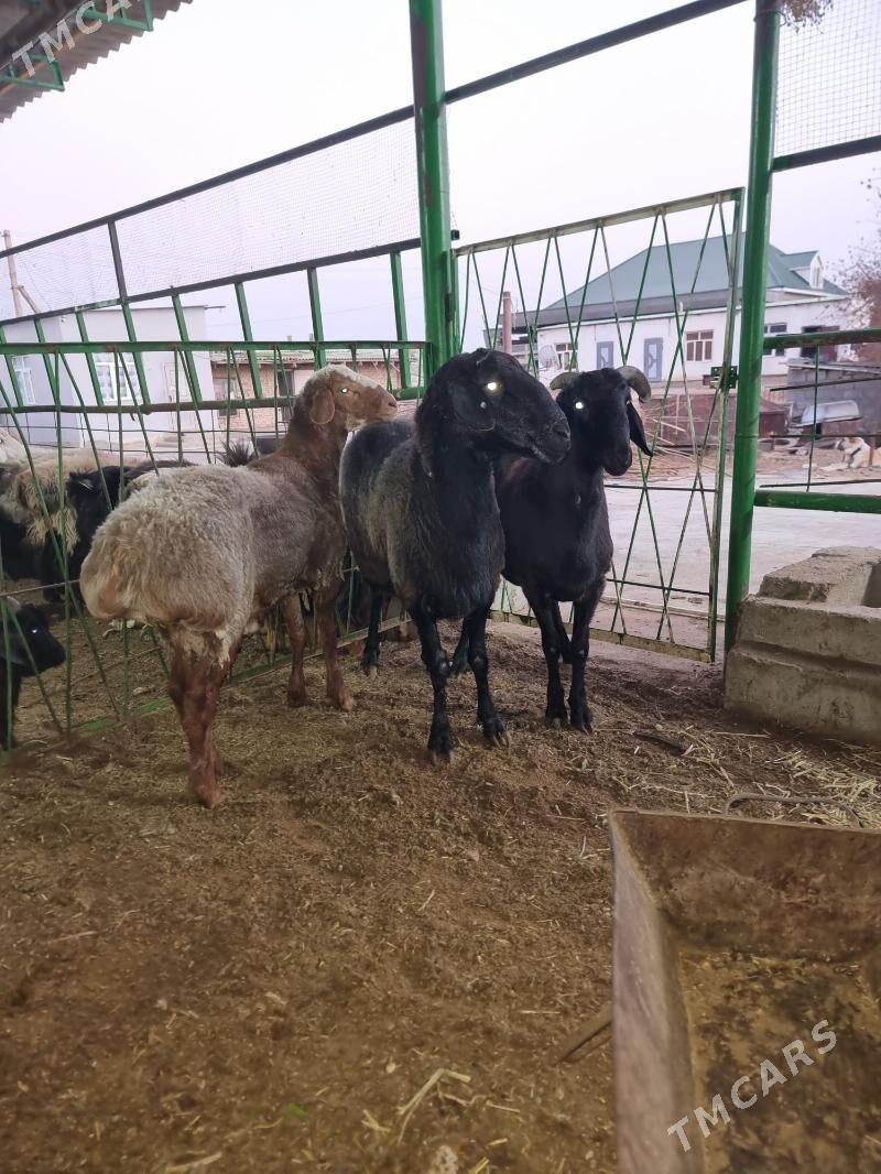 Gisar goc - Garadamak - img 6