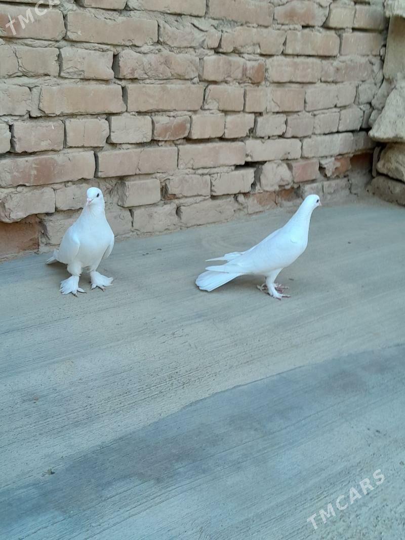 kepderi - Гызыларбат - img 2