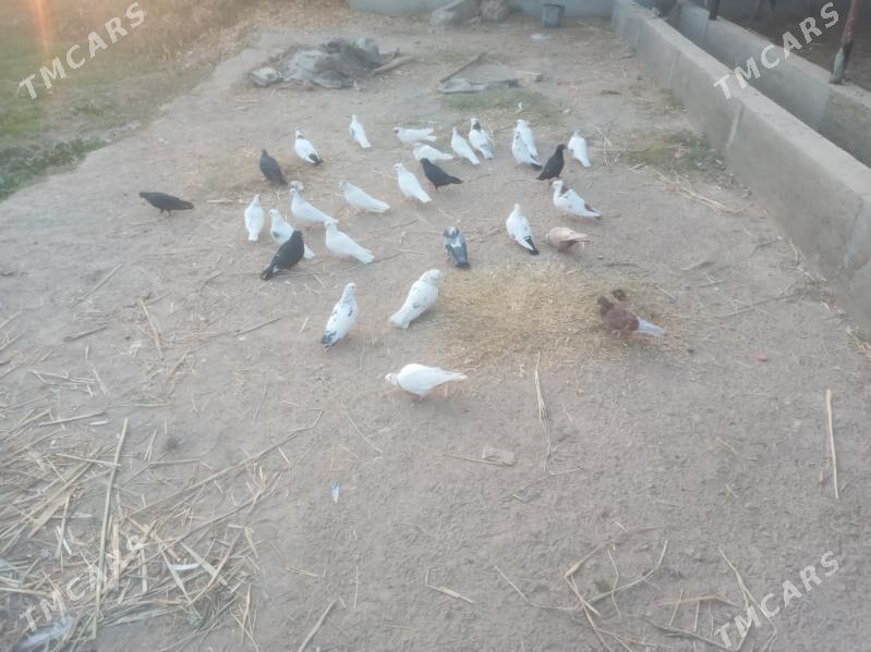 kepder - Чарджоу - img 2