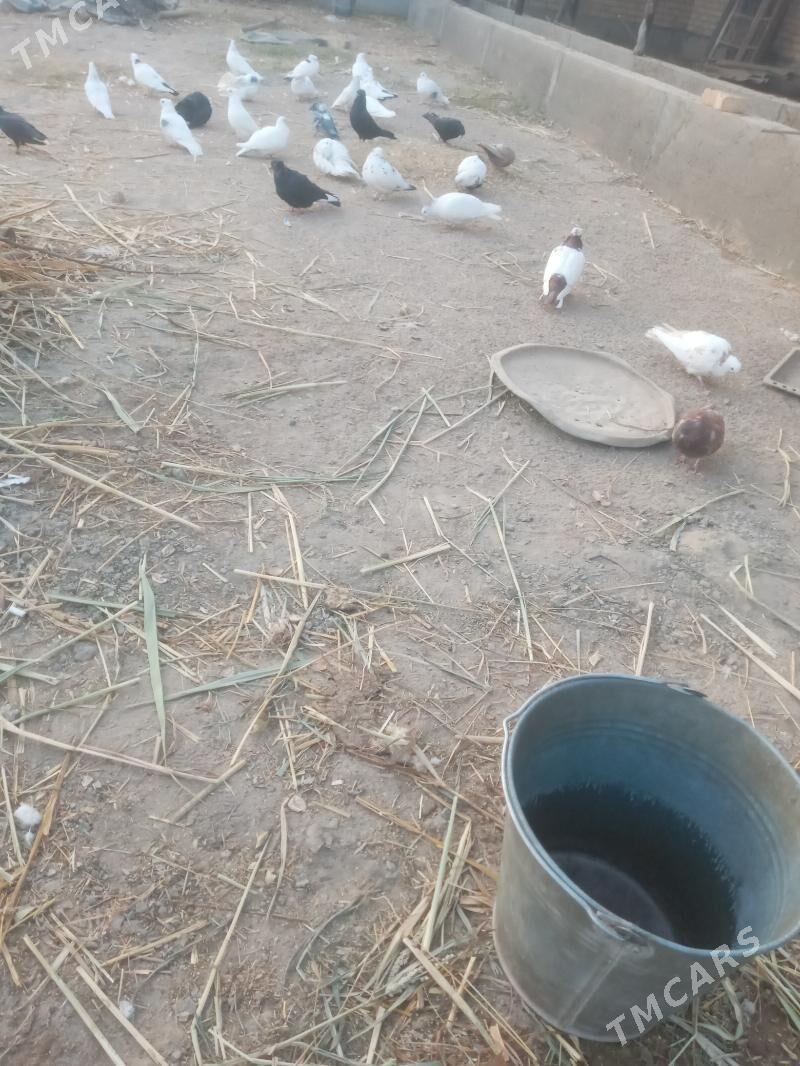 kepder - Чарджоу - img 3