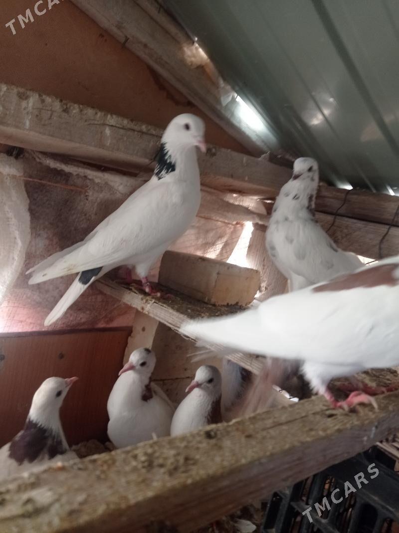 kepderi - Tejen - img 2