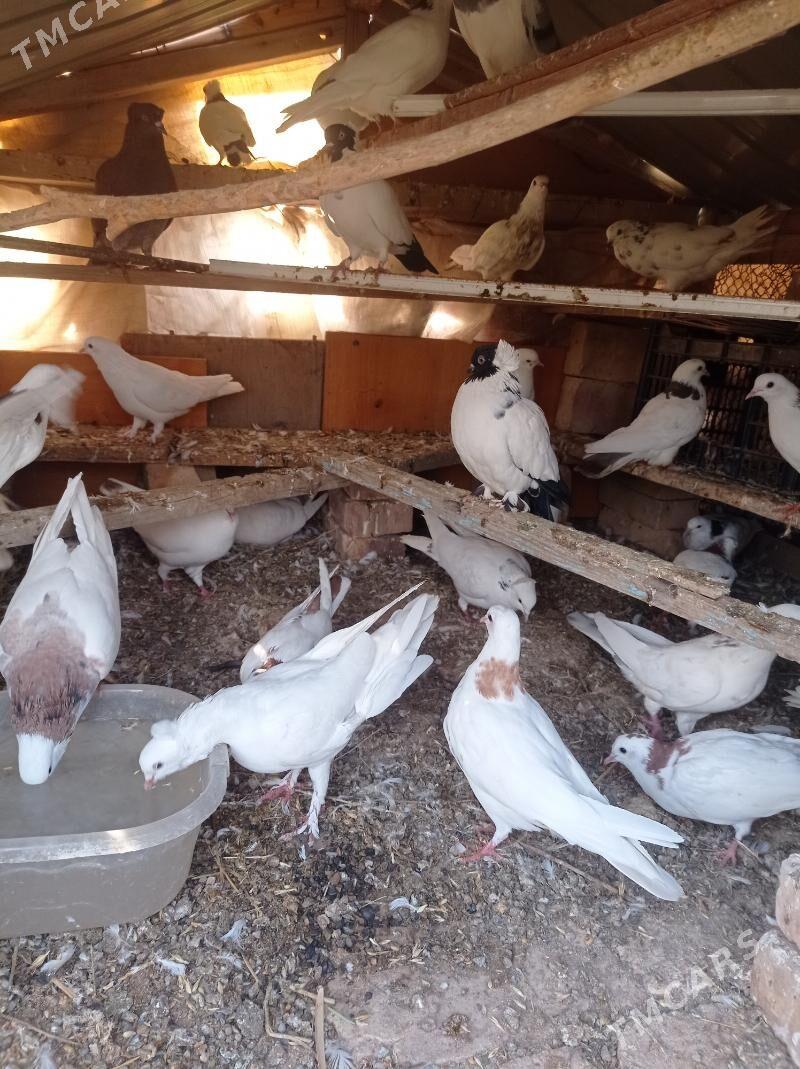 kepderi - Tejen - img 5