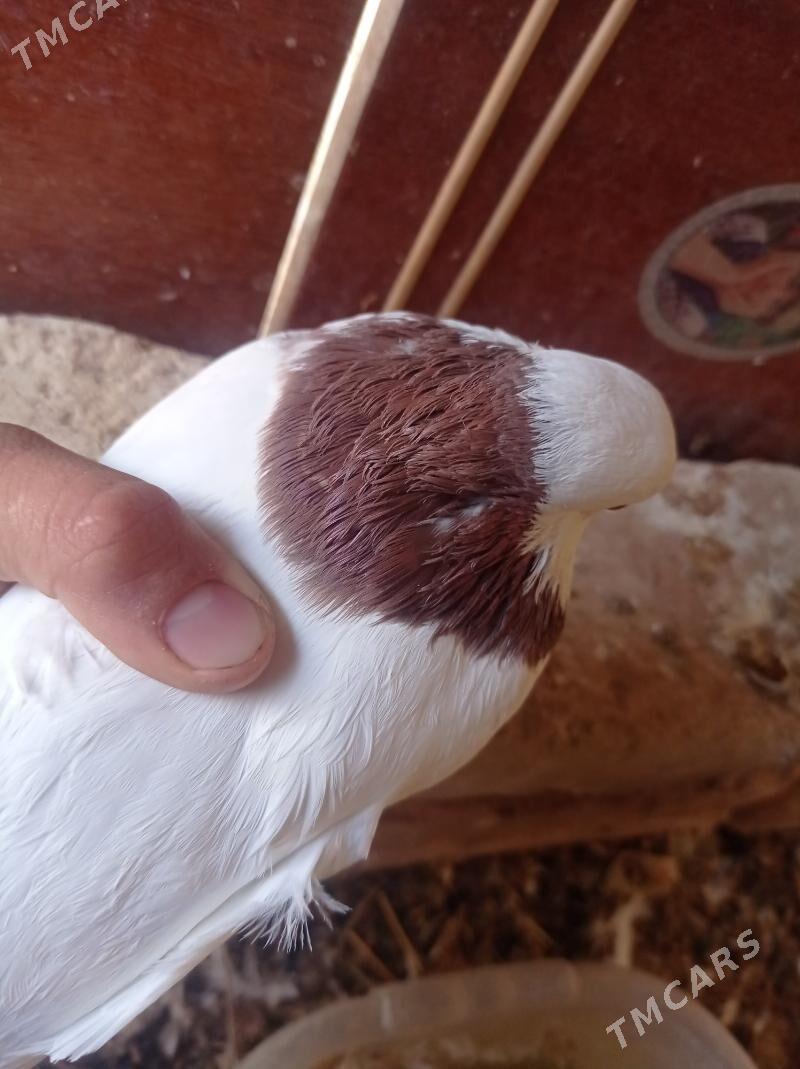 kepderi - Tejen - img 6