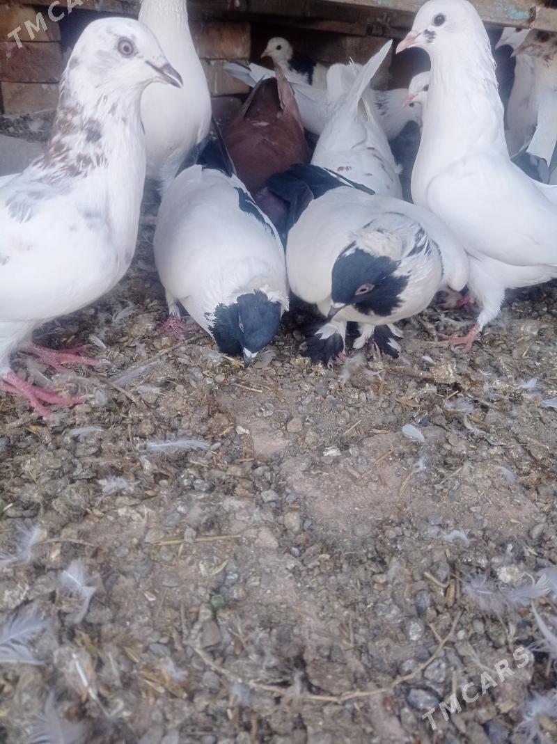 kepderi - Tejen - img 4