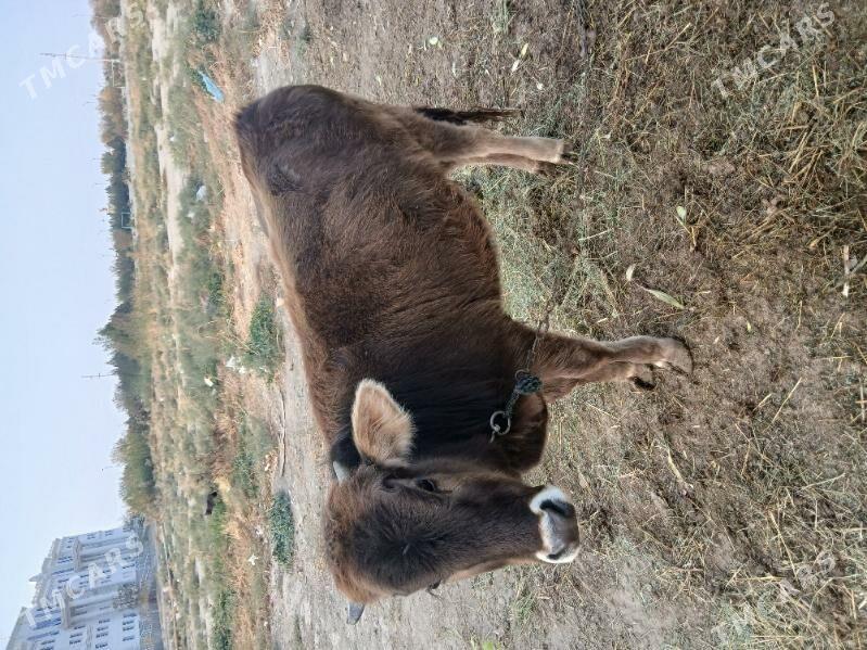 Gole - Бахарден - img 2