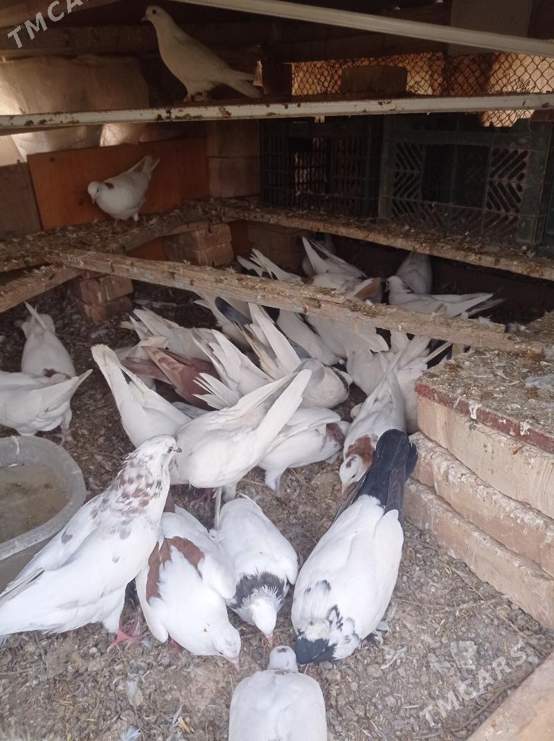 kepderi - Tejen - img 3