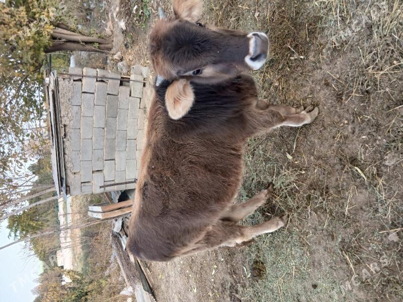 Gole - Бахарден - img 4