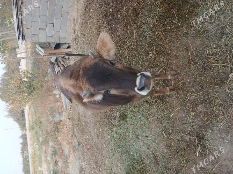 Gole - Бахарден - img 3