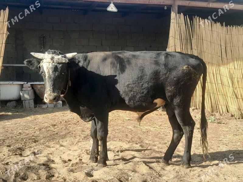 Okuz - Gypjak - img 2