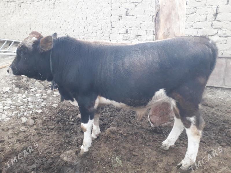 Òkùz - Бахарден - img 2