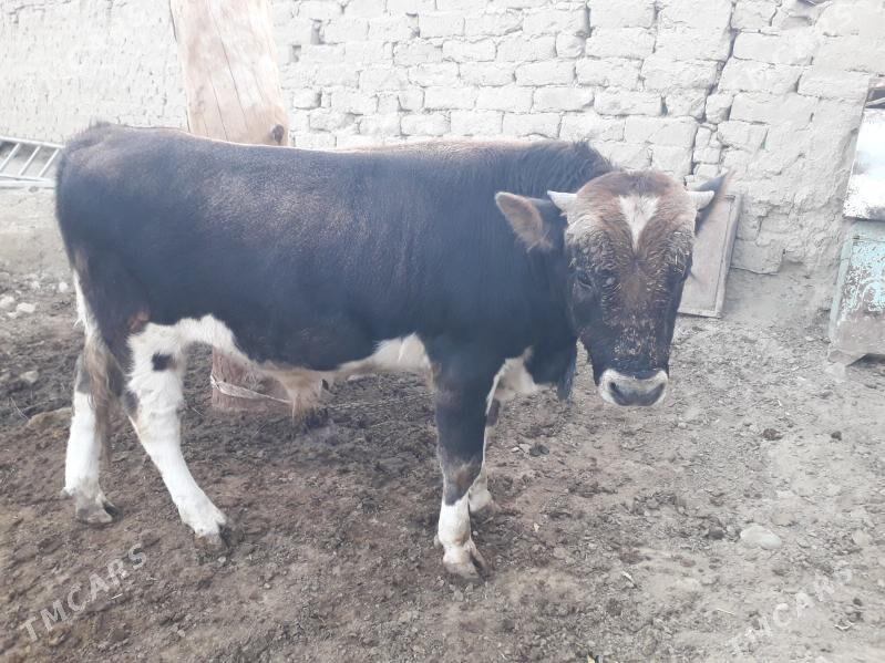 Òkùz - Бахарден - img 4