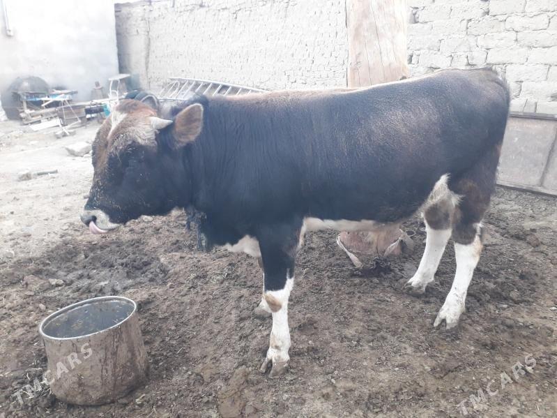 Òkùz - Бахарден - img 3