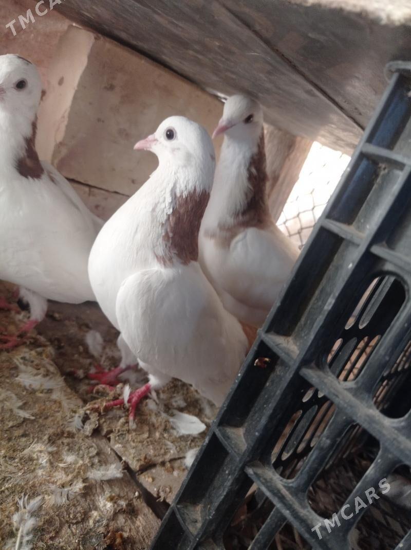 kepderi - Tejen - img 7