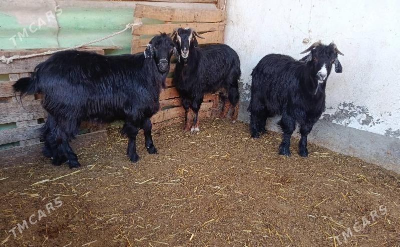 Erkeç - Aşgabat - img 2