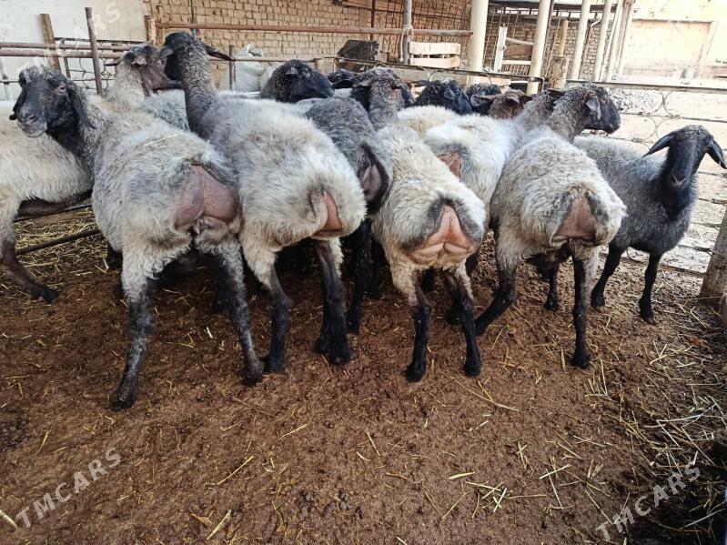 Goýun - Aşgabat - img 2