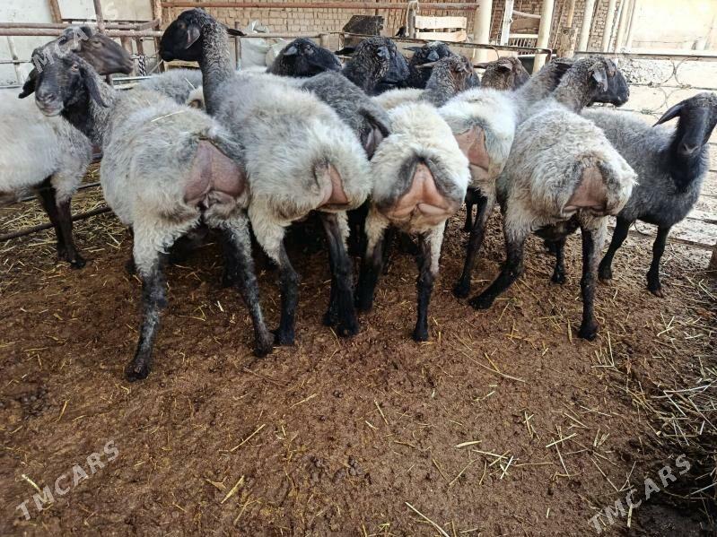 Goýun - Aşgabat - img 1