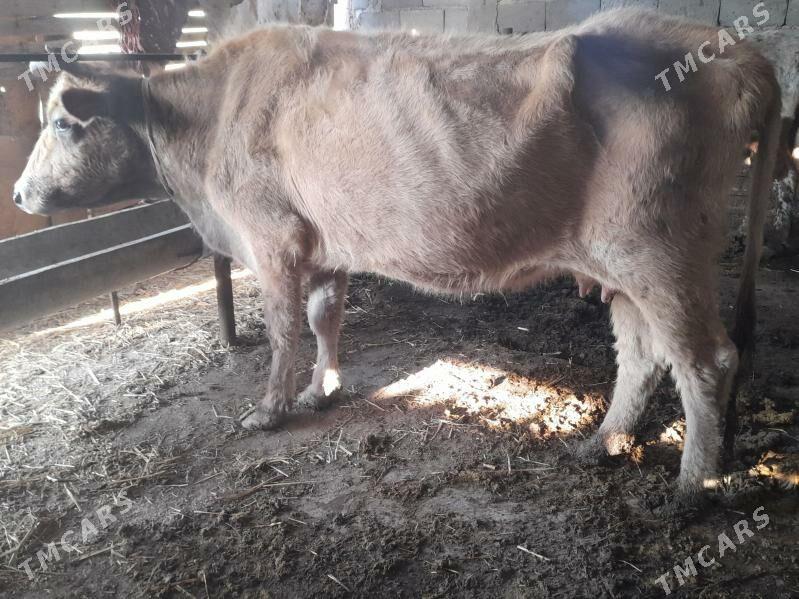 2 sygyr - Gyzylarbat - img 2