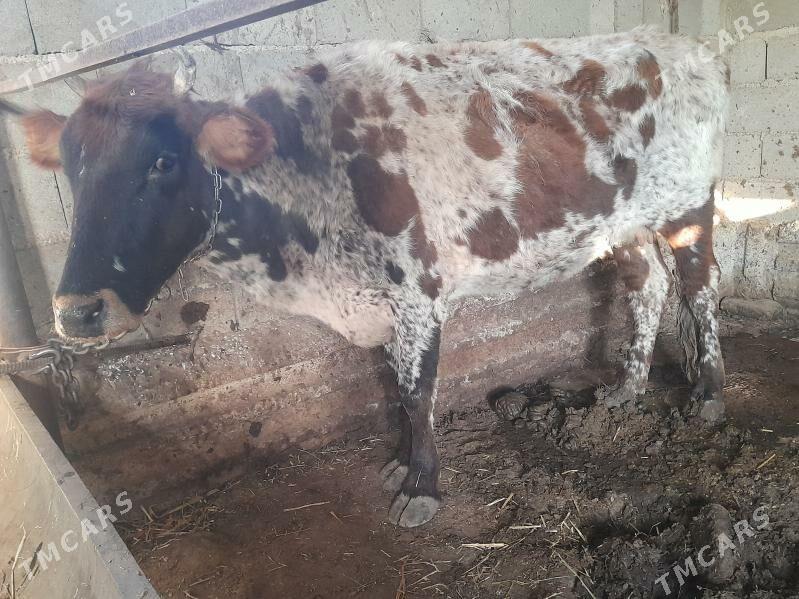 2 sygyr - Gyzylarbat - img 4