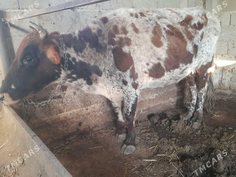 2 sygyr - Gyzylarbat - img 3