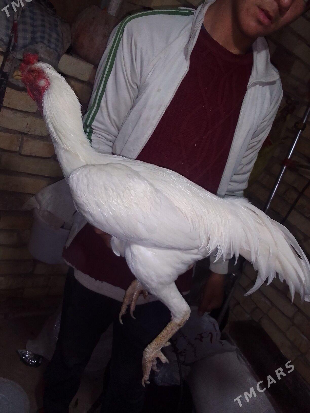 BAYSOK HORAZ - Mary - img 2