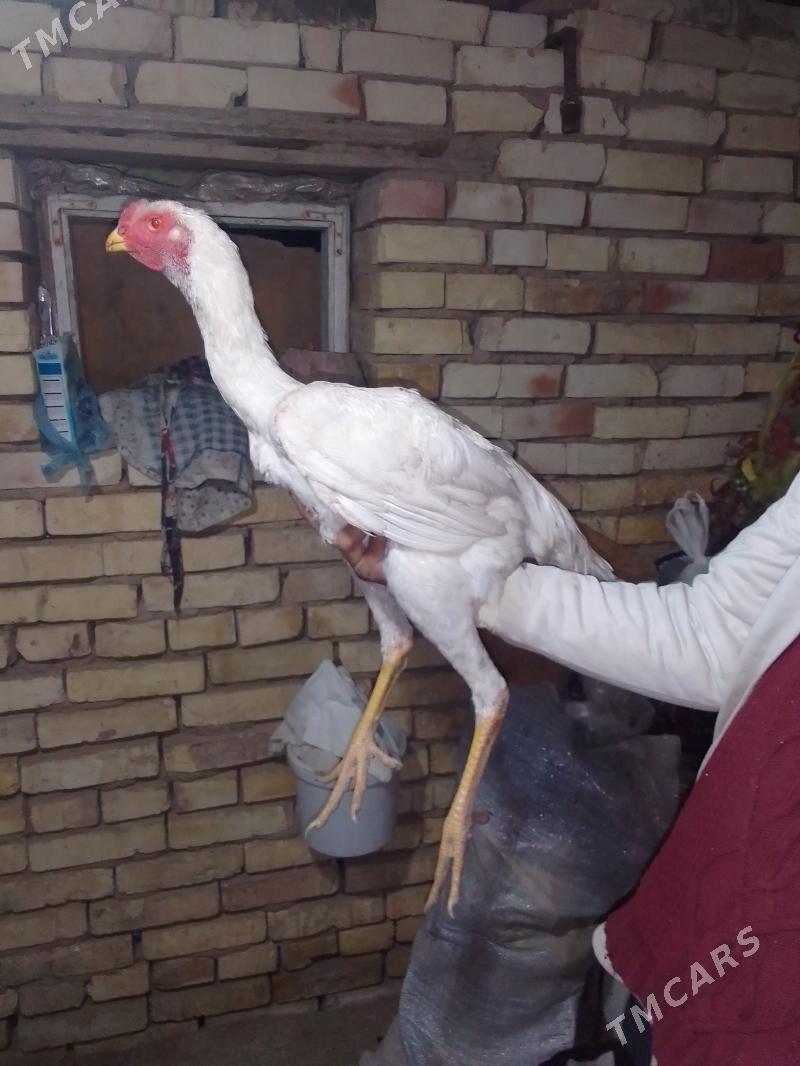 BAYSOK HORAZ - Mary - img 10