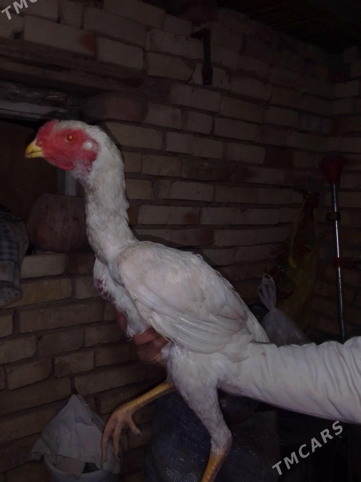 BAYSOK HORAZ - Mary - img 9