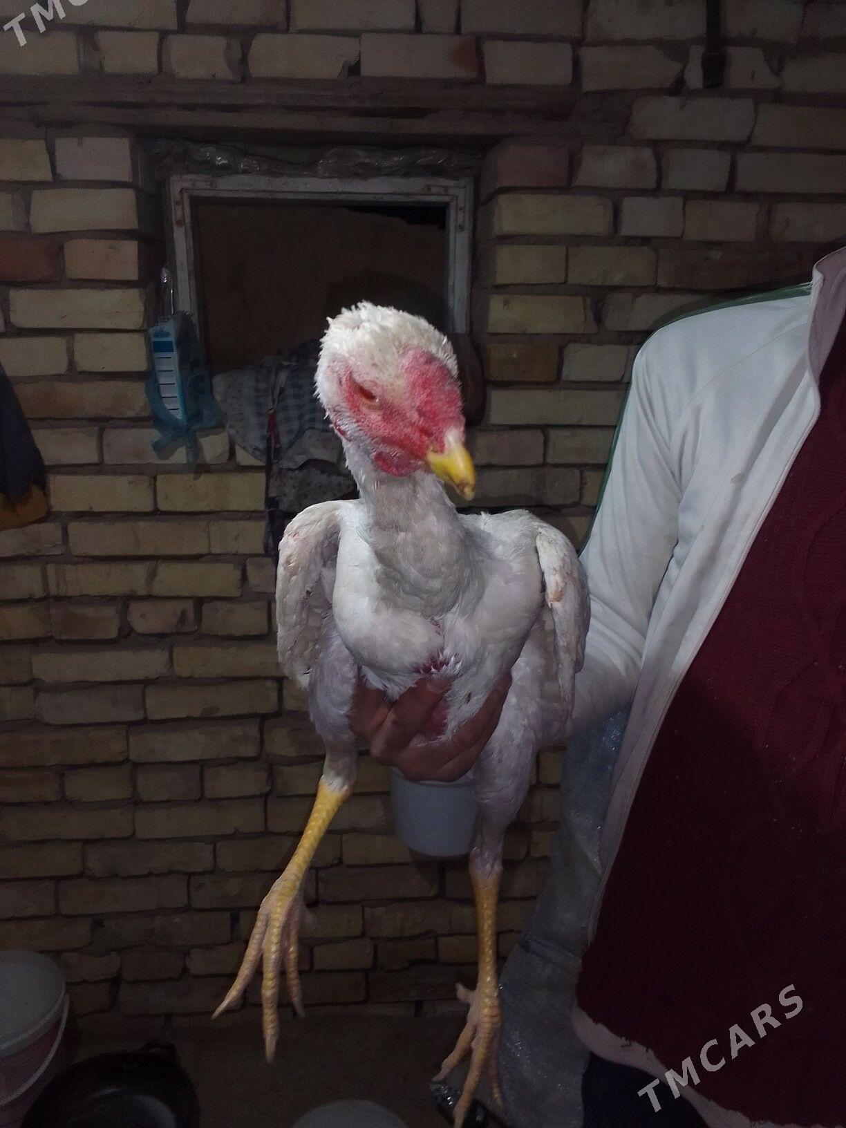 BAYSOK HORAZ - Mary - img 7