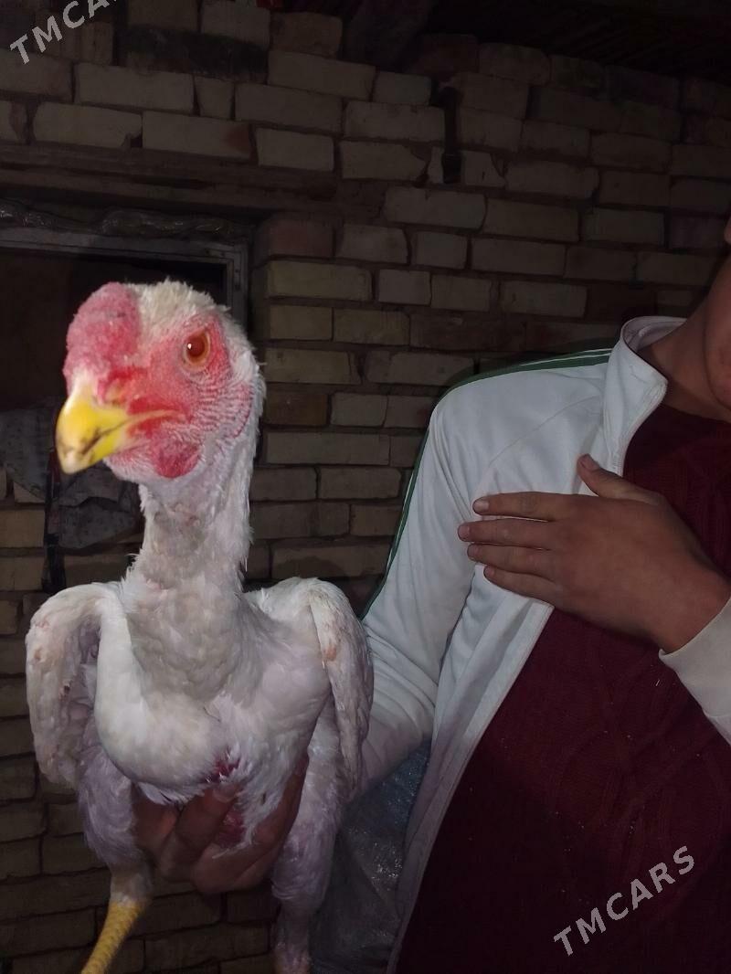 BAYSOK HORAZ - Mary - img 5