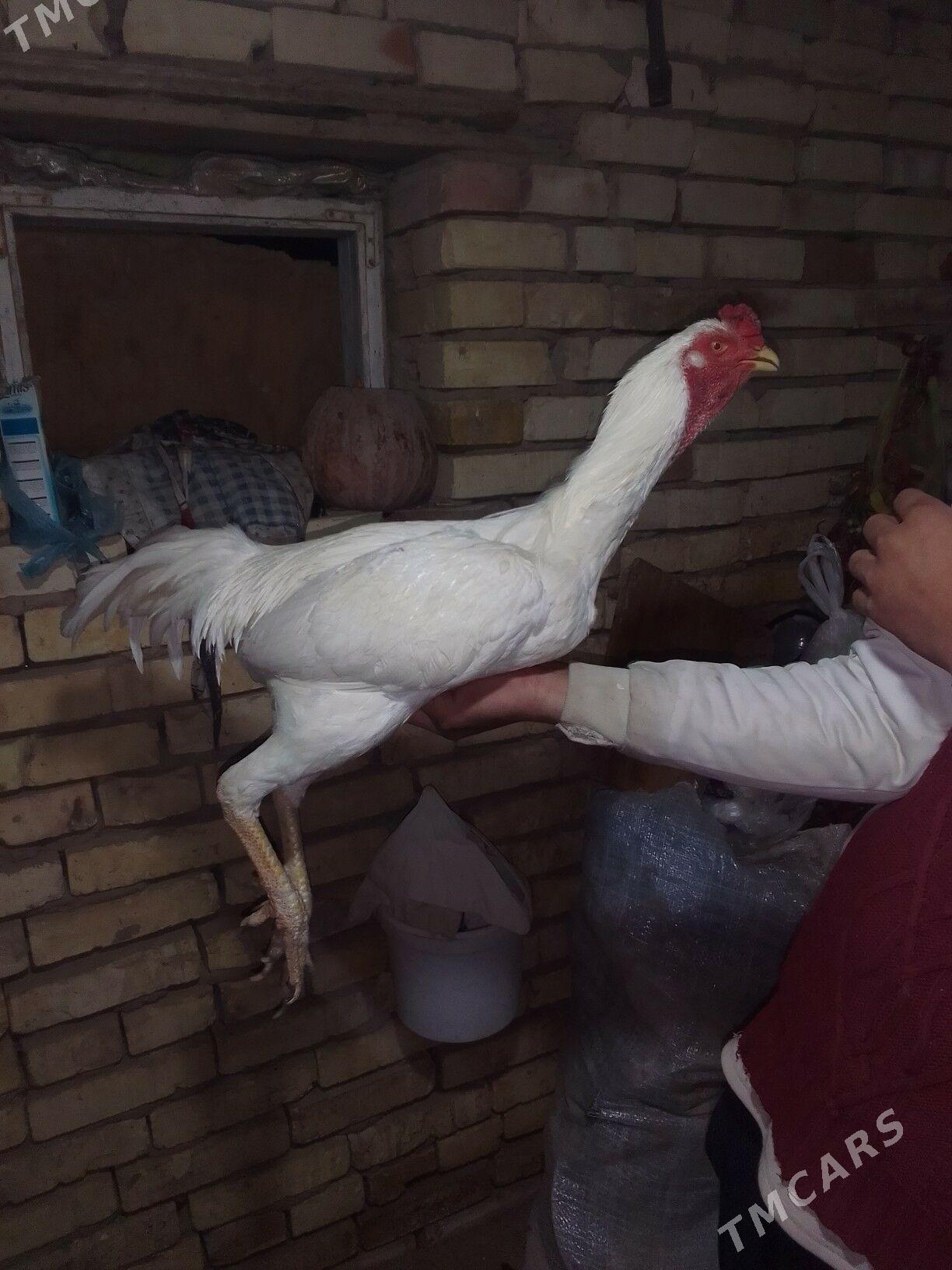 BAYSOK HORAZ - Mary - img 4