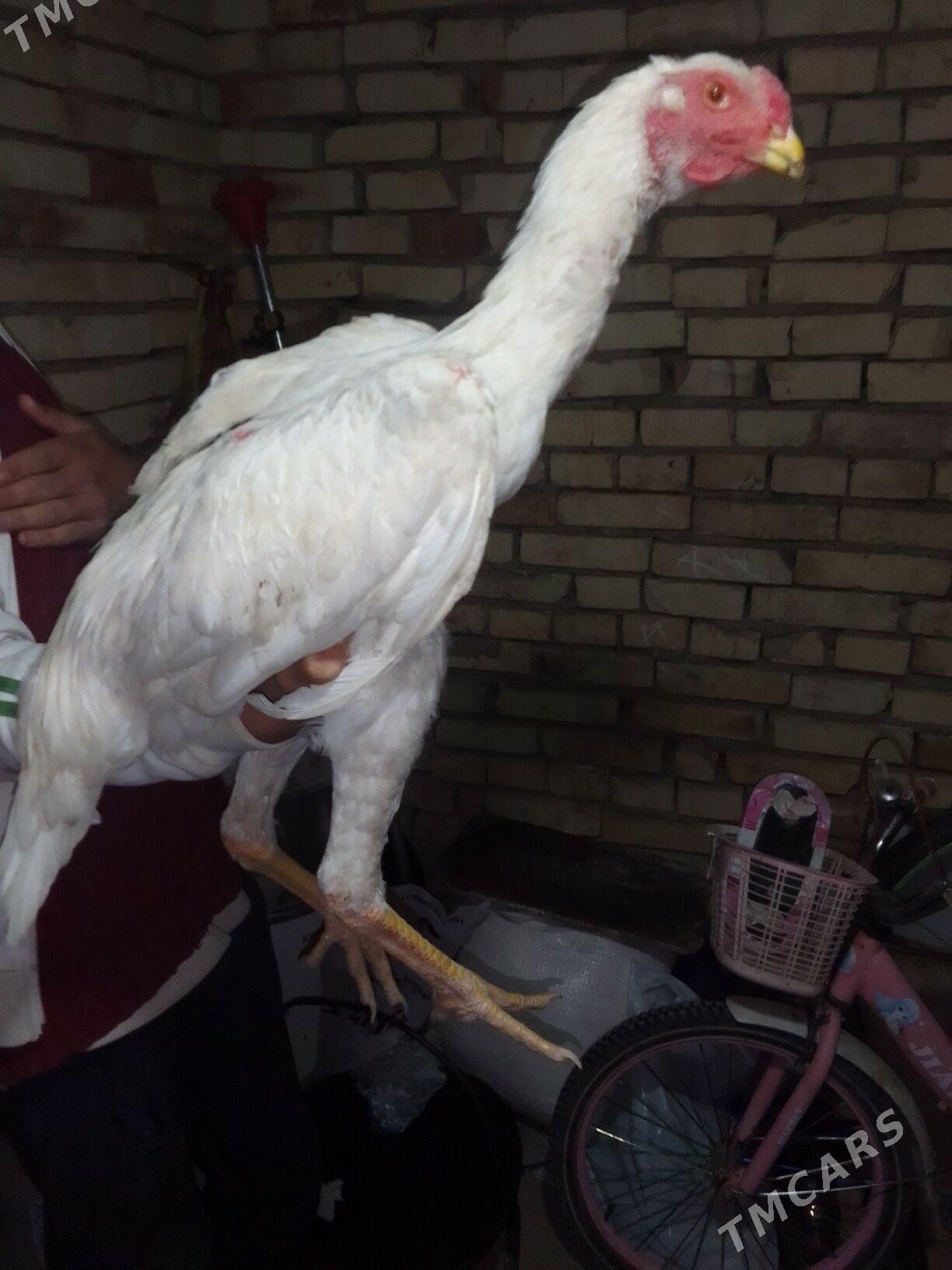 BAYSOK HORAZ - Mary - img 6