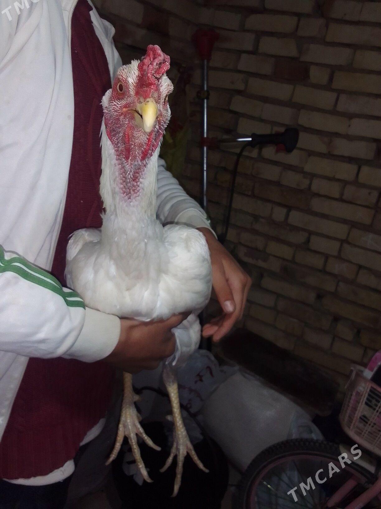 BAYSOK HORAZ - Mary - img 3