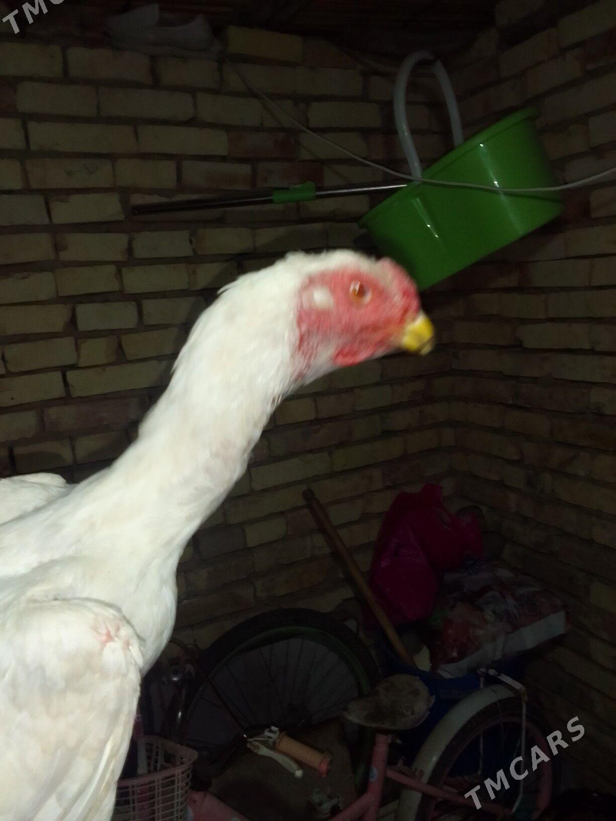 BAYSOK HORAZ - Mary - img 8