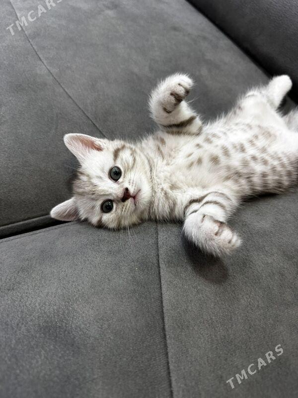 pishik - Туркменбаши - img 1