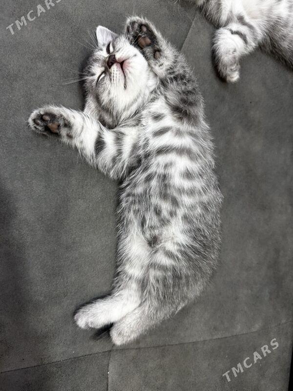 pishik - Туркменбаши - img 2