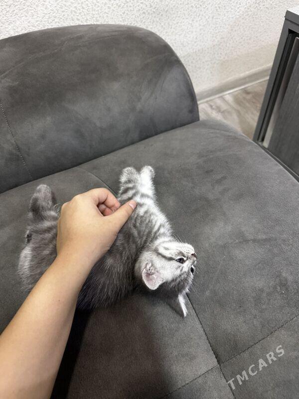 pishik - Туркменбаши - img 4