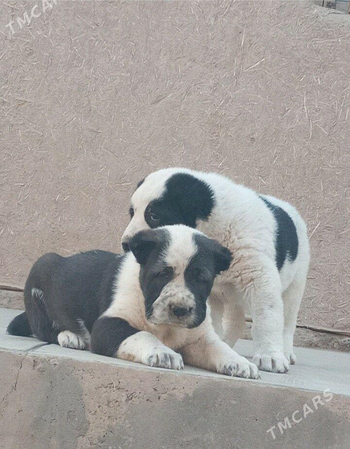 Turkmen Alabay gujukler - Дашогуз - img 3