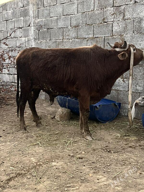 okuz - Ашхабад - img 2