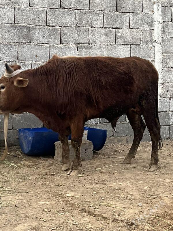 okuz - Ашхабад - img 3