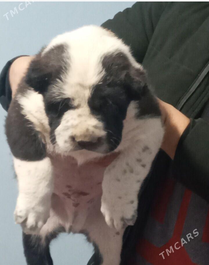 Turkmen Alabay gujukler - Дашогуз - img 5